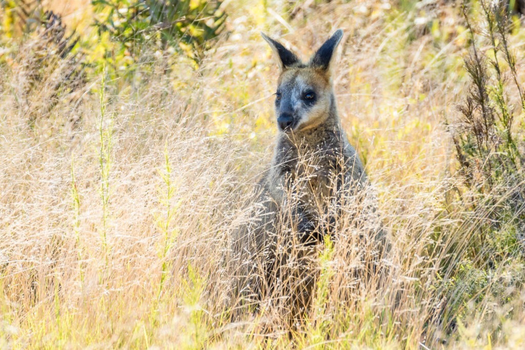 wildlife tours Australia
