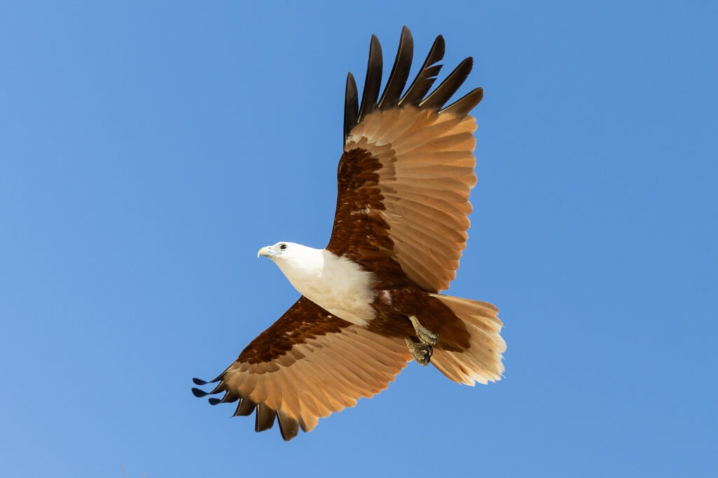 wildlife tours Australia Kite soaring against blue sky