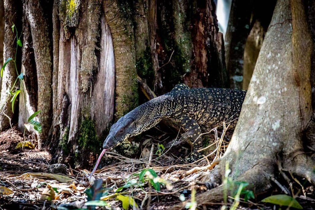 A lace monitor resting in its natural habitat on Bribie Island, spotted during a G’day Adventure Tours wildlife experience.