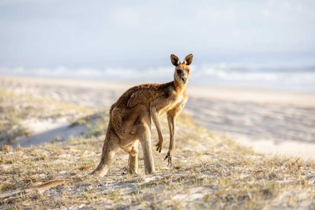 Best day trips from Brisbane Bribie Island 4WD beach tour
