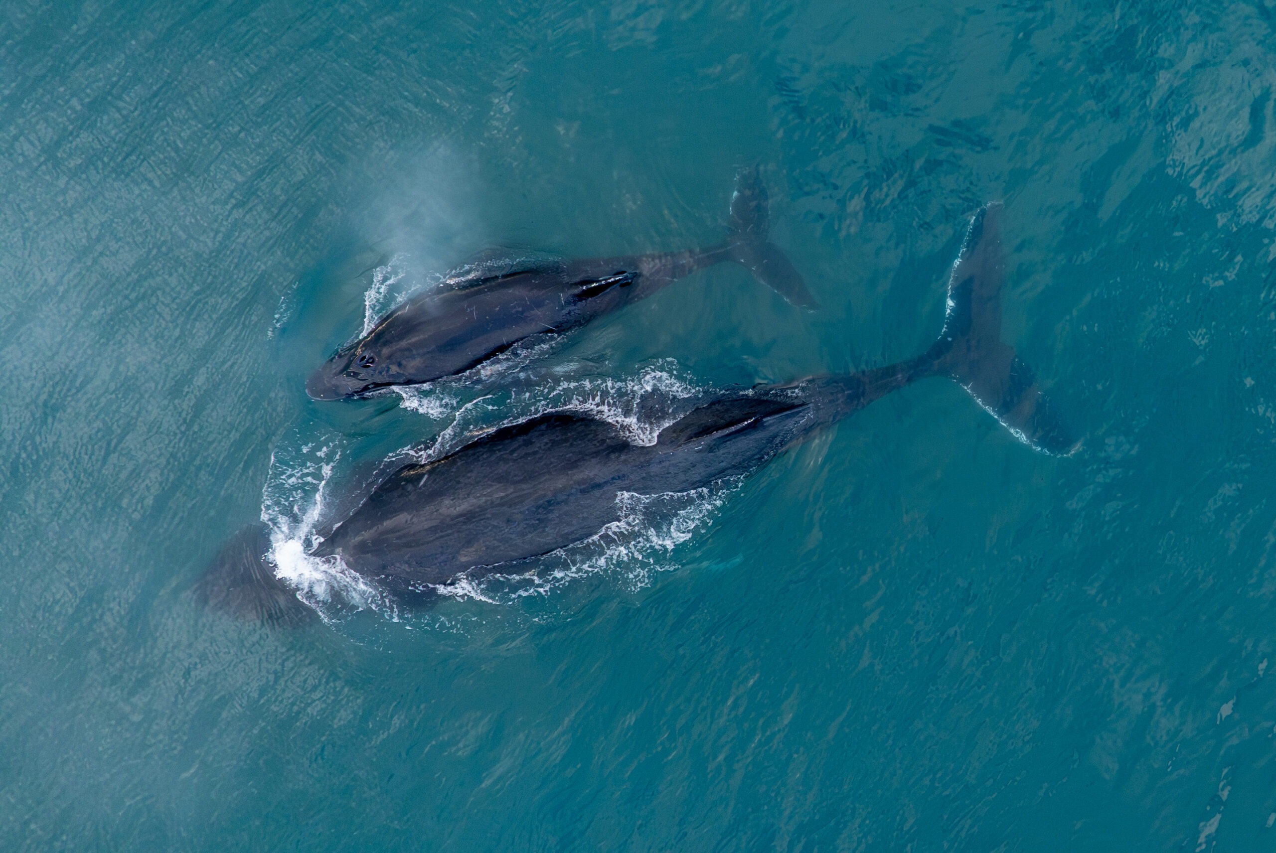 Wildlife Tours Australia: Bribie Island Adventures Near Brisbane